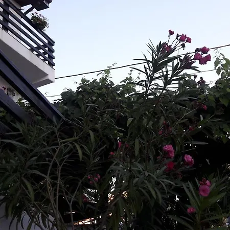 招待所 Liliana 科斯蒂内什蒂